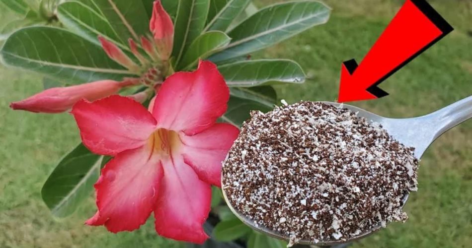 1 cucchiaio di questo 950x500 1