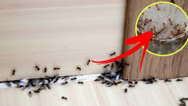astuces naturelles pour lutter contre les fourmis 750x422 1