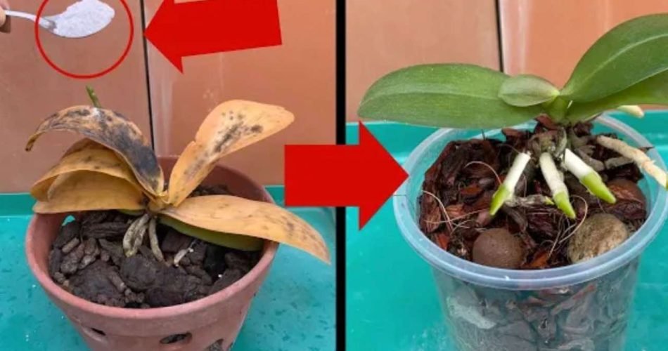 la soluzione per le piante 950x500 1