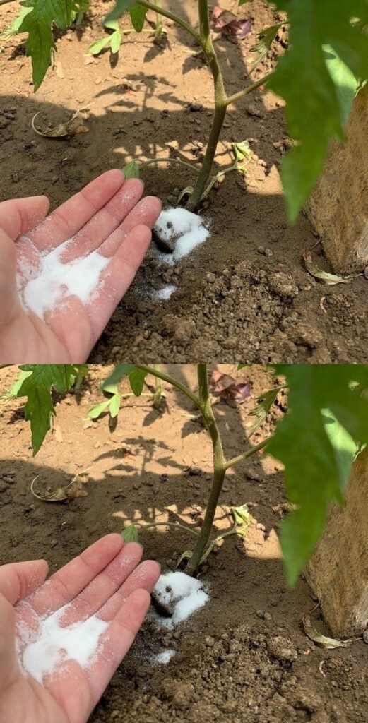 18c546da 8df8 42e9 881c 9087a31406db