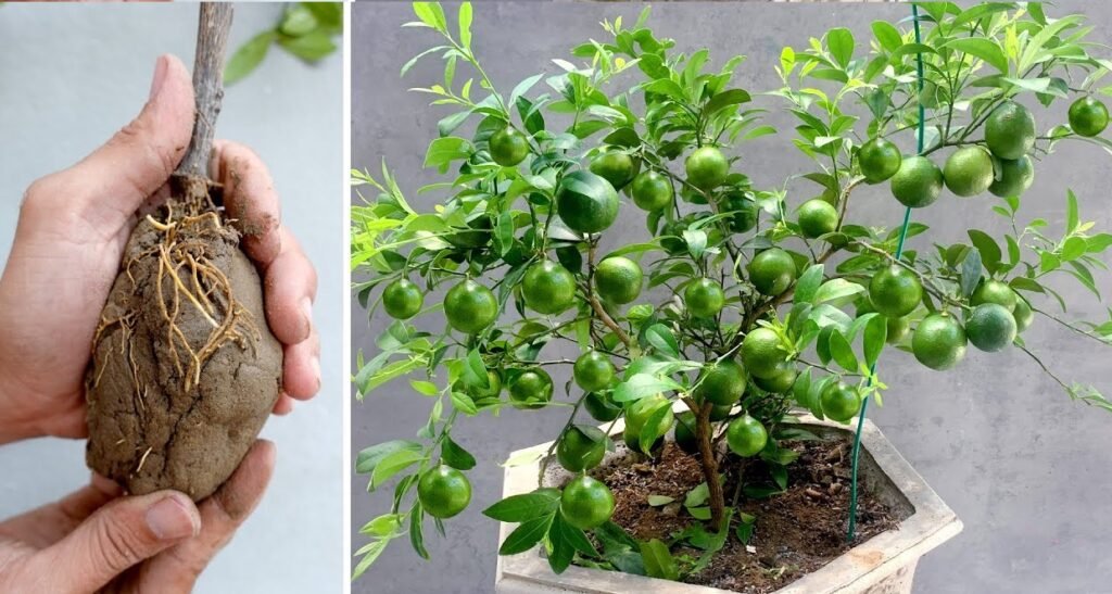 345901617 965610741117645 4872038759980957748 n