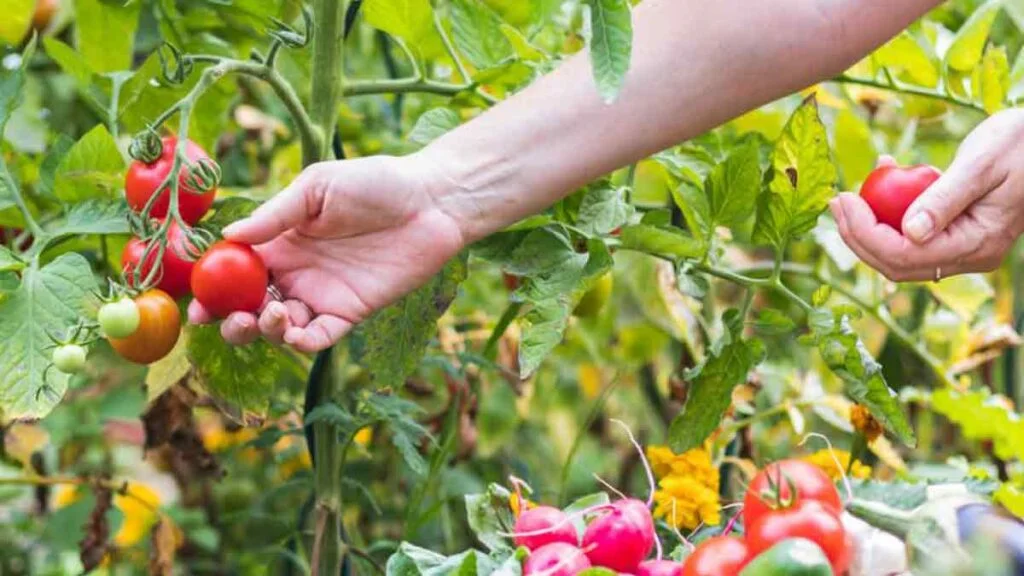 des gestes malins a adopter au jardin pour activer la pousse de vos tomates 1024x576.jpg