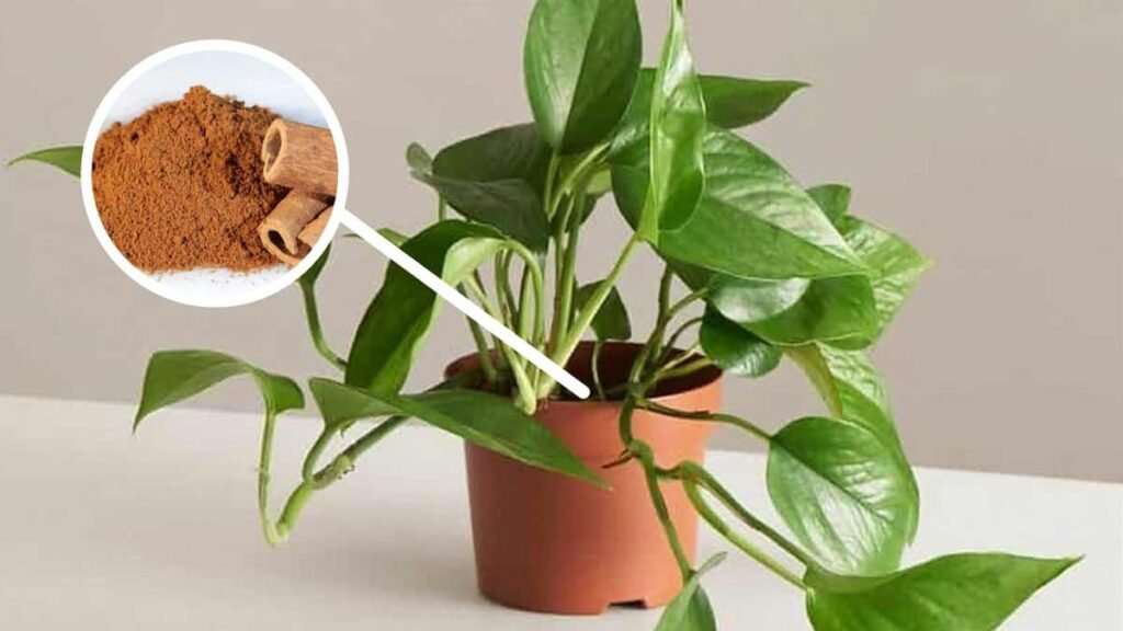 dites adieu aux insectes nuisibles et aux champignons de vos plantes grace a la cannelle moulue 1024x576 1