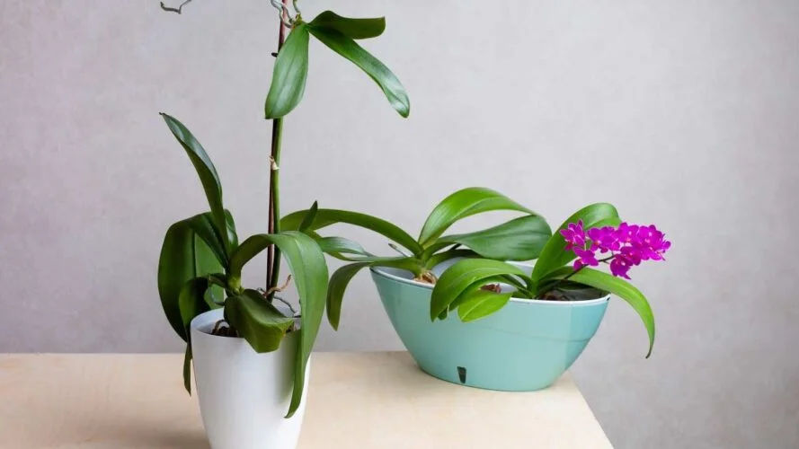 orchidee fanee une goutte de ce produit suffit pour quelle reprenne vie.jpg