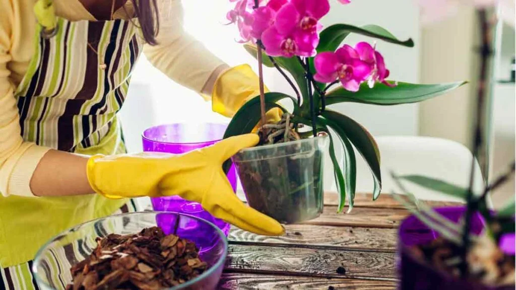 orchidee voici les erreurs les plus classiques a eviter pour avoir une plante saine et pleine de fleurs 1 1024x576.jpg