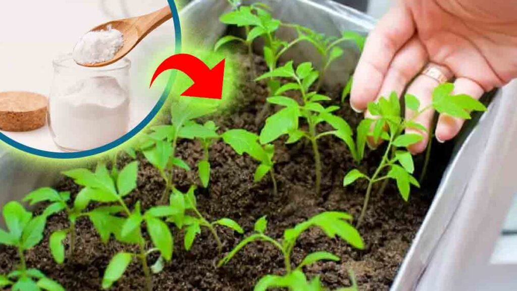 3 raisons importantes pour utiliser le bicarbonate de soude pour les semis de tomates 1024x576 1