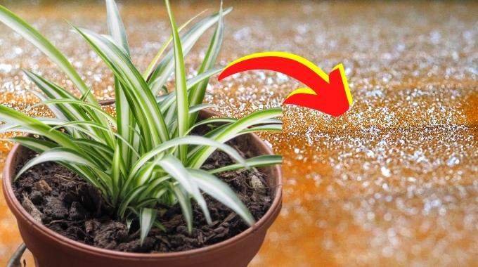 9 plantes dinterieur qui liminent la poussiere a la maison