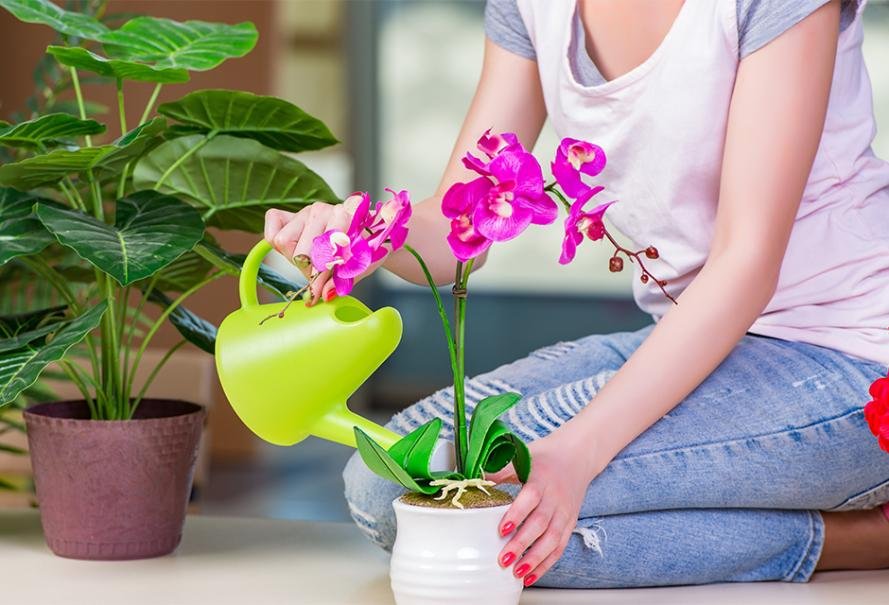 AdobeStock 120405504 orchidee