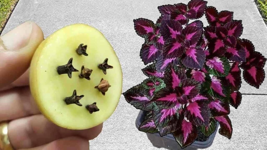 Fertilizzante naturale fai da te