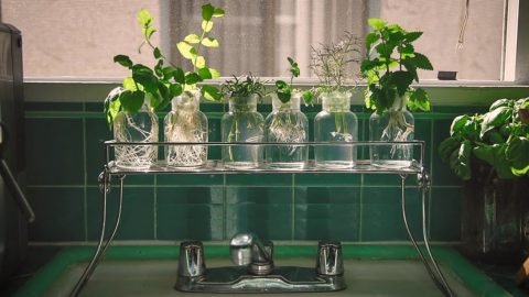 How to Grow Herbs in Water No Soil Needed 480x270 1