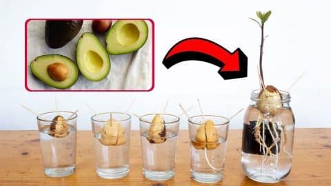 How to Grow an Avocado Seed in a Glass 480x270 2