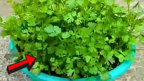 Magical Way to Grow Coriander in Just 5 Days 480x270 1