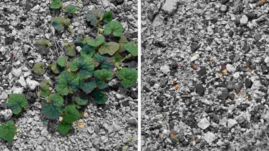 Metodo efficace per erbacce