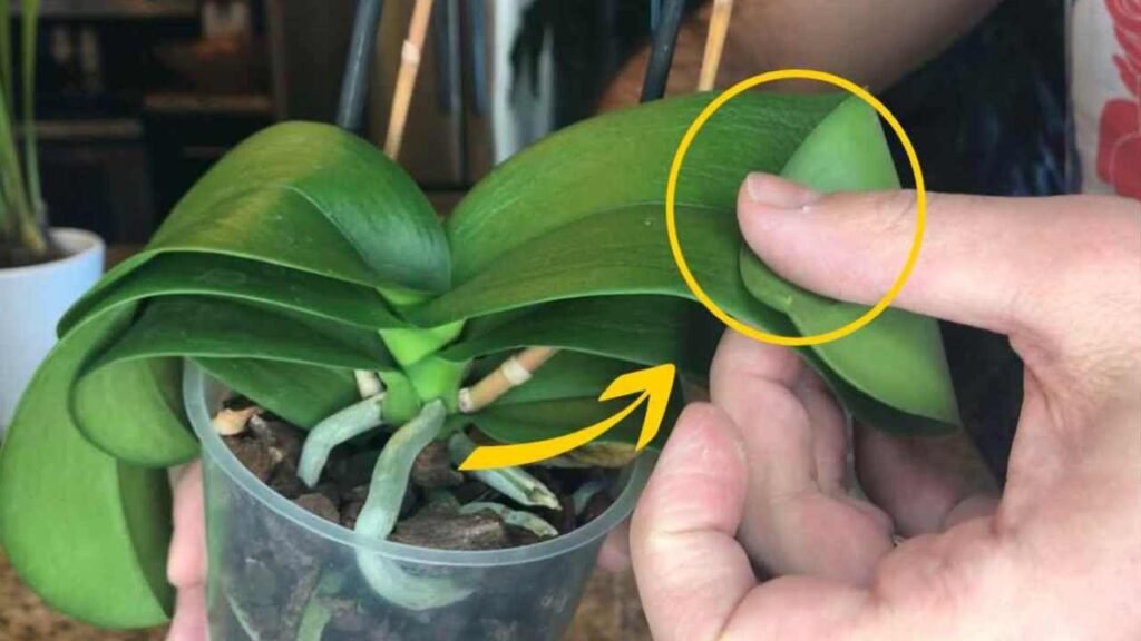 Orchidea con foglie molli 1