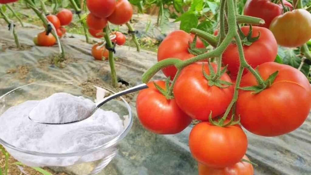 Orto protezione naturale parassiti