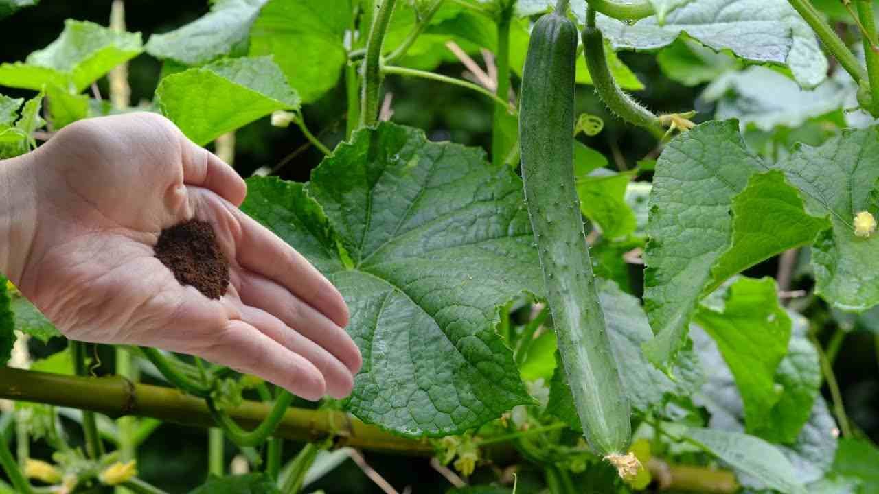 Pianta di cetrioli