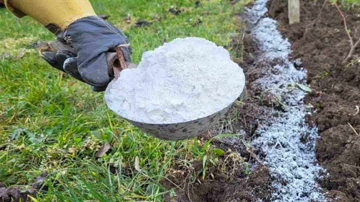 ajoutez cette poudre au sol et vous multipliez par 10 votre rendement