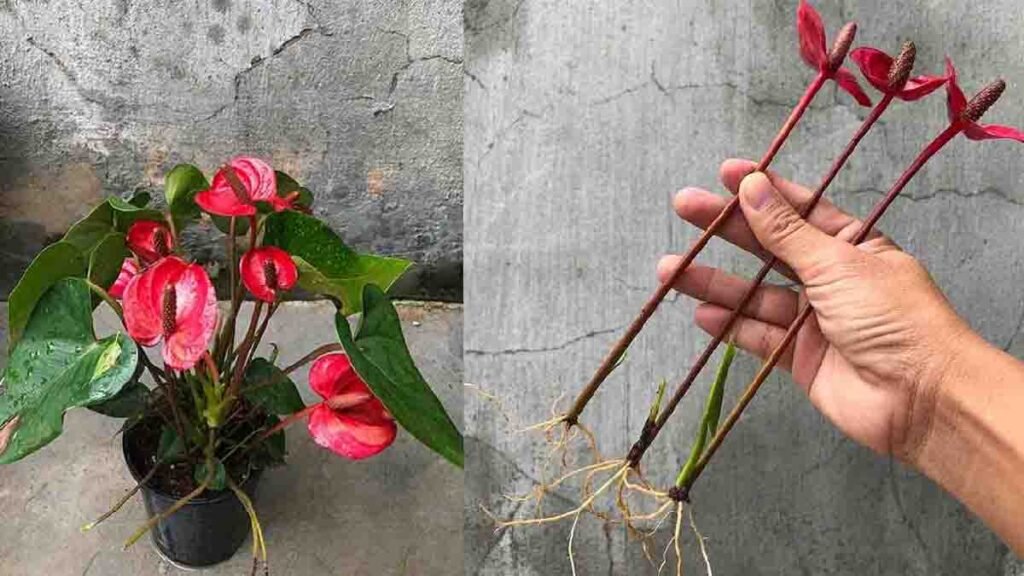 anthurium comment font les pepinieristes pour multiplier cette plante rapidement