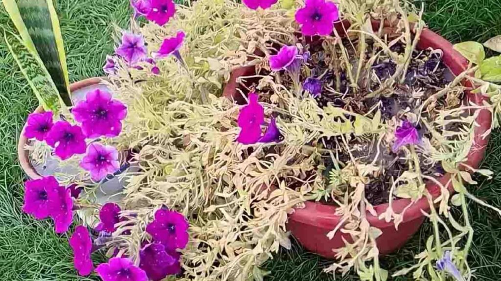 arrosez les plantes sur le point de mourir avec ce melange et elles vont revivre rapidement