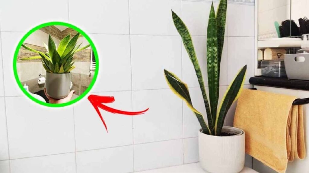ces magnifiques plantes embellissent votre salle de bain tout en luttant contre les moisissures
