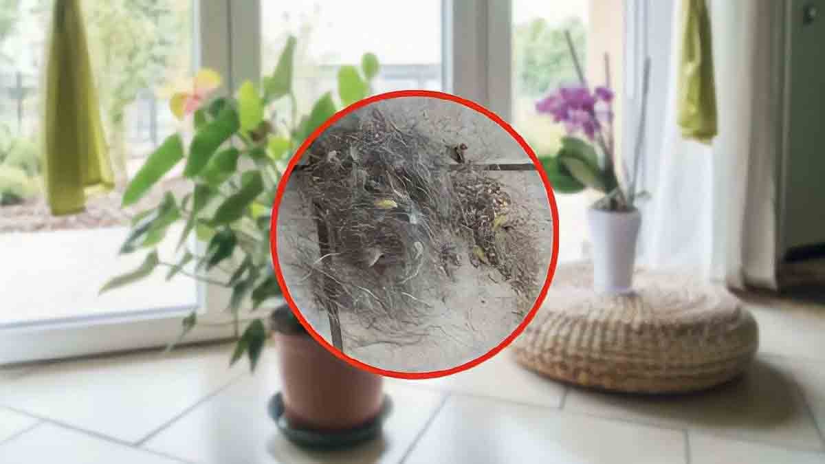 ces plantes sont toujours sales verifiez et nettoyez les regulierement