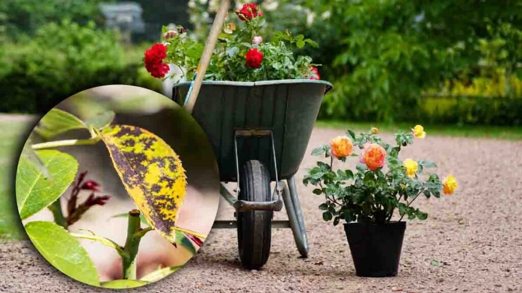 comment booster la floraison de vos rosiers pendant lete voici lastuce secrete des jardiniers 1024x576.jpg