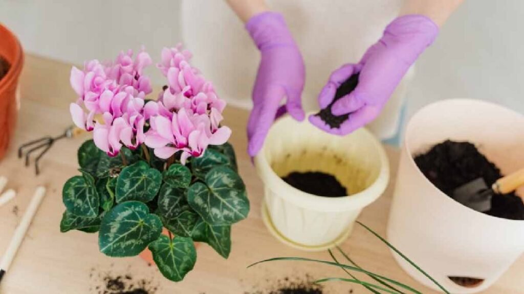 comment faire pousser convenablement un cyclamen chez soi 1