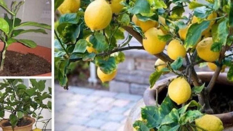 comment faire pousser un citronnier a partir des graines a la maison 768x432 1