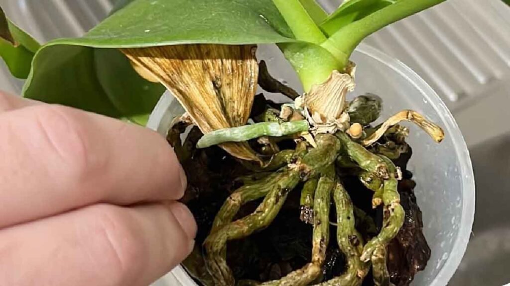 comment guerir une orchidee touchee par la moisissure