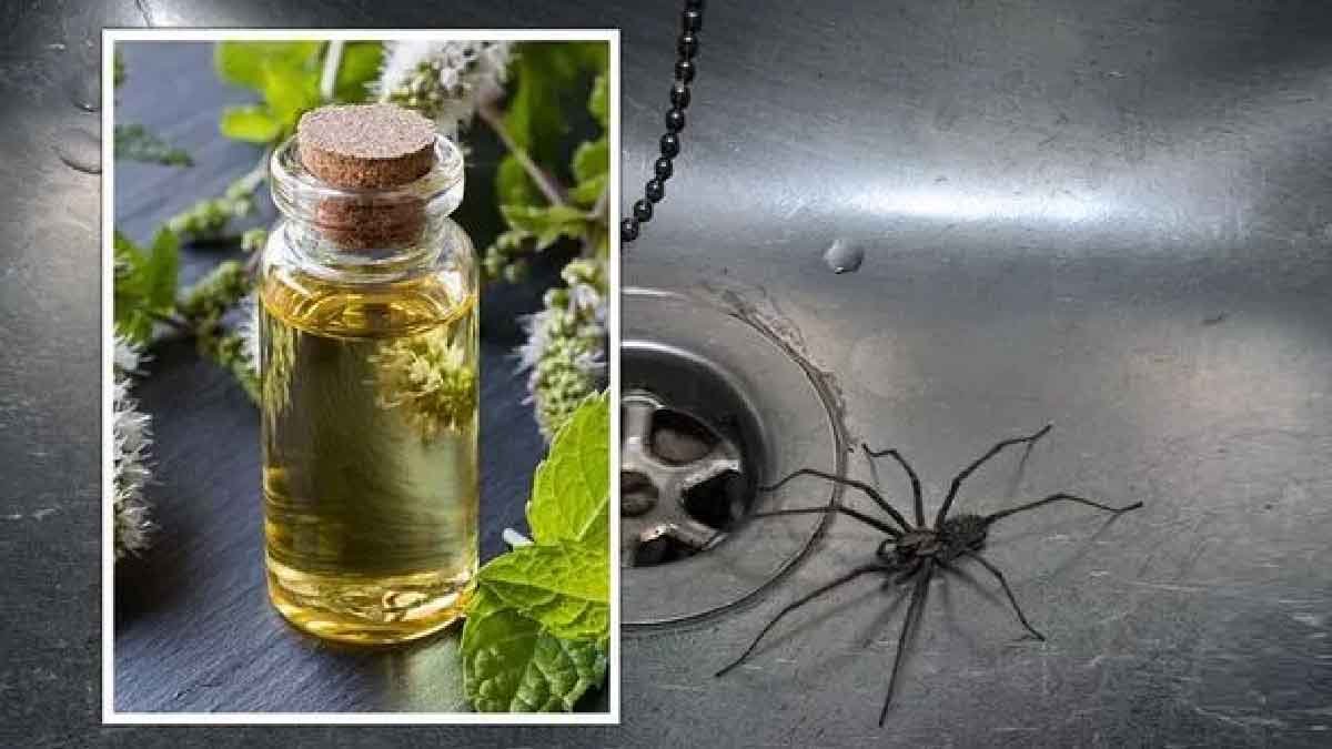 comment se debarrasser des araignees et les repousser hors de la maison cet hiver