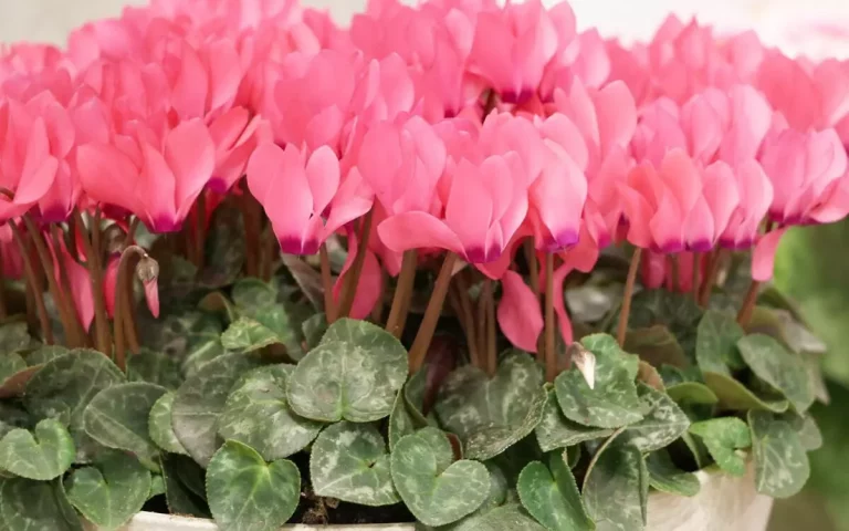 cyclamen fleurie en pleine forme 768x480 1