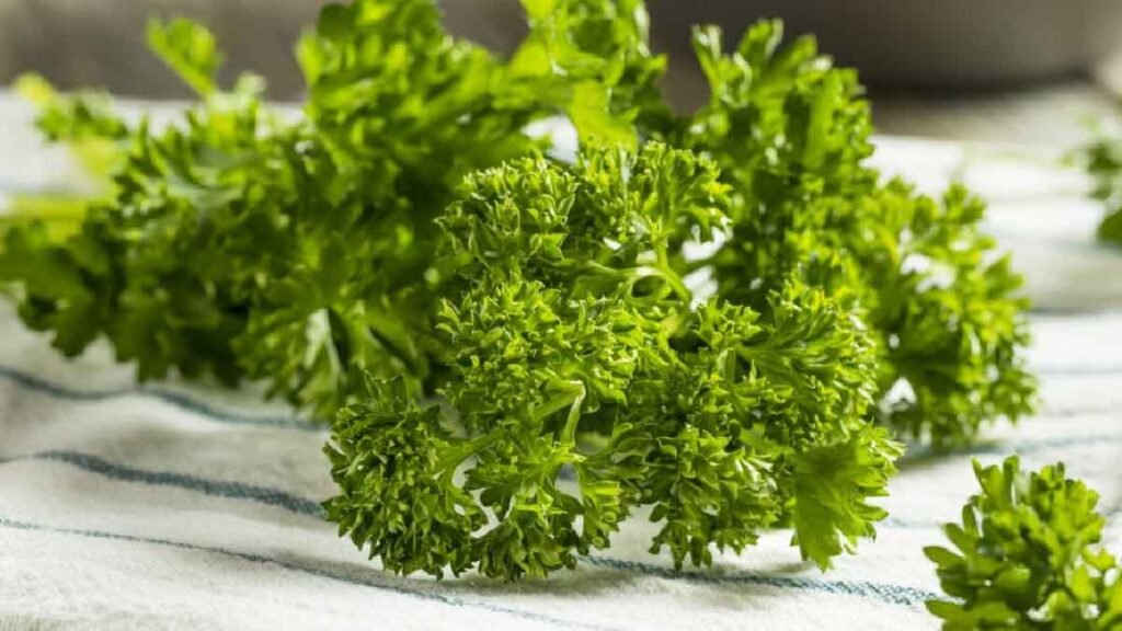 decouvrez comment conserver correctement le persil frais dans le refrigerateur et dans le congelateur