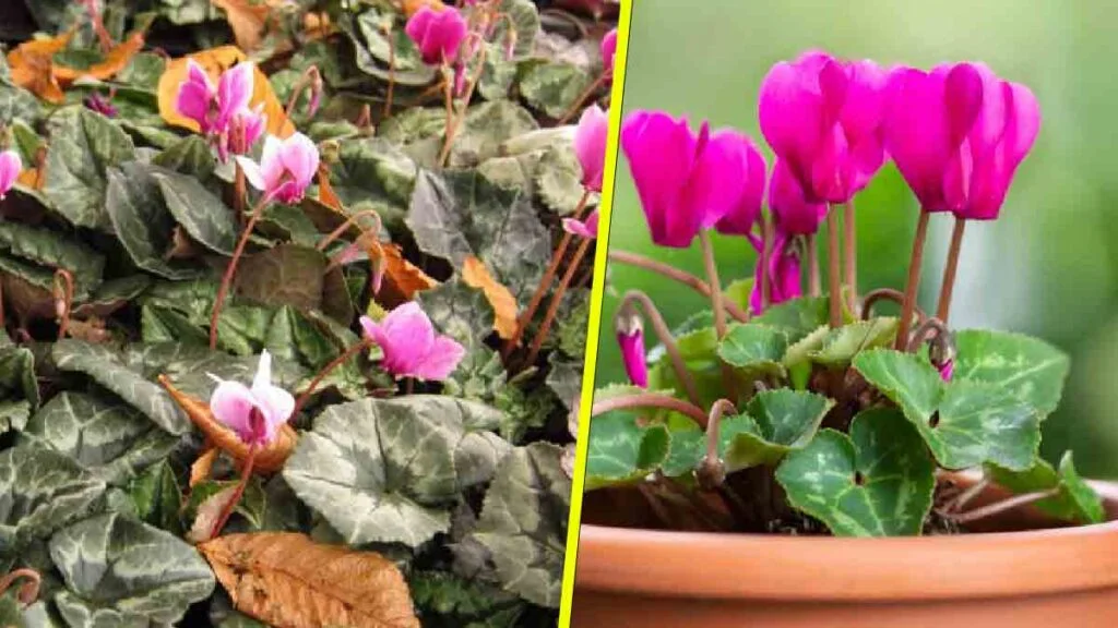 des conseils super simples pour recuperer un cyclamen qui semble mort 1024x576.jpg