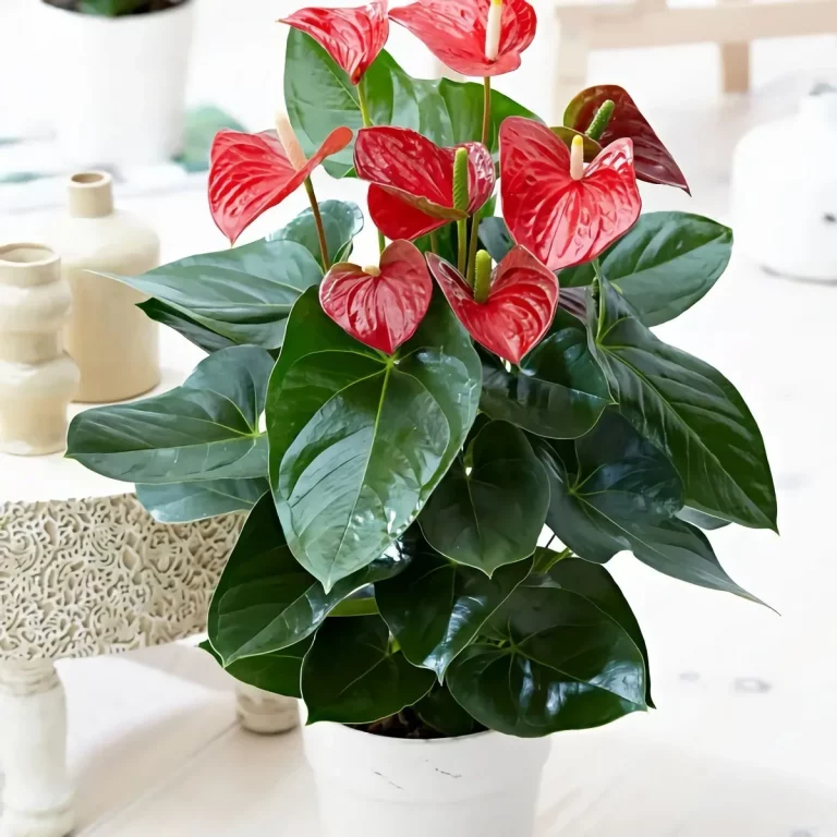 engrais maison pour un bel anthurium 768x768 1