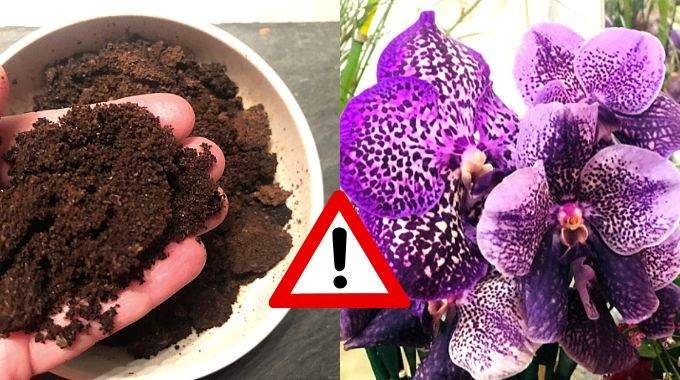 est ce que le marc de cafe est bon pour les orchidees