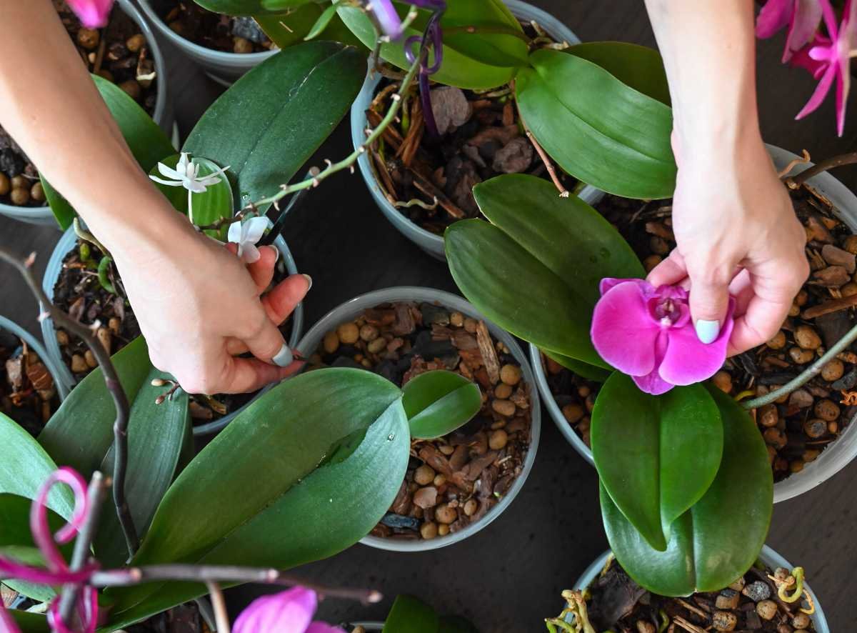 Wie pflegen Sie Ihre Orchidee, wenn sie keine Blüten hat? Omas beste
