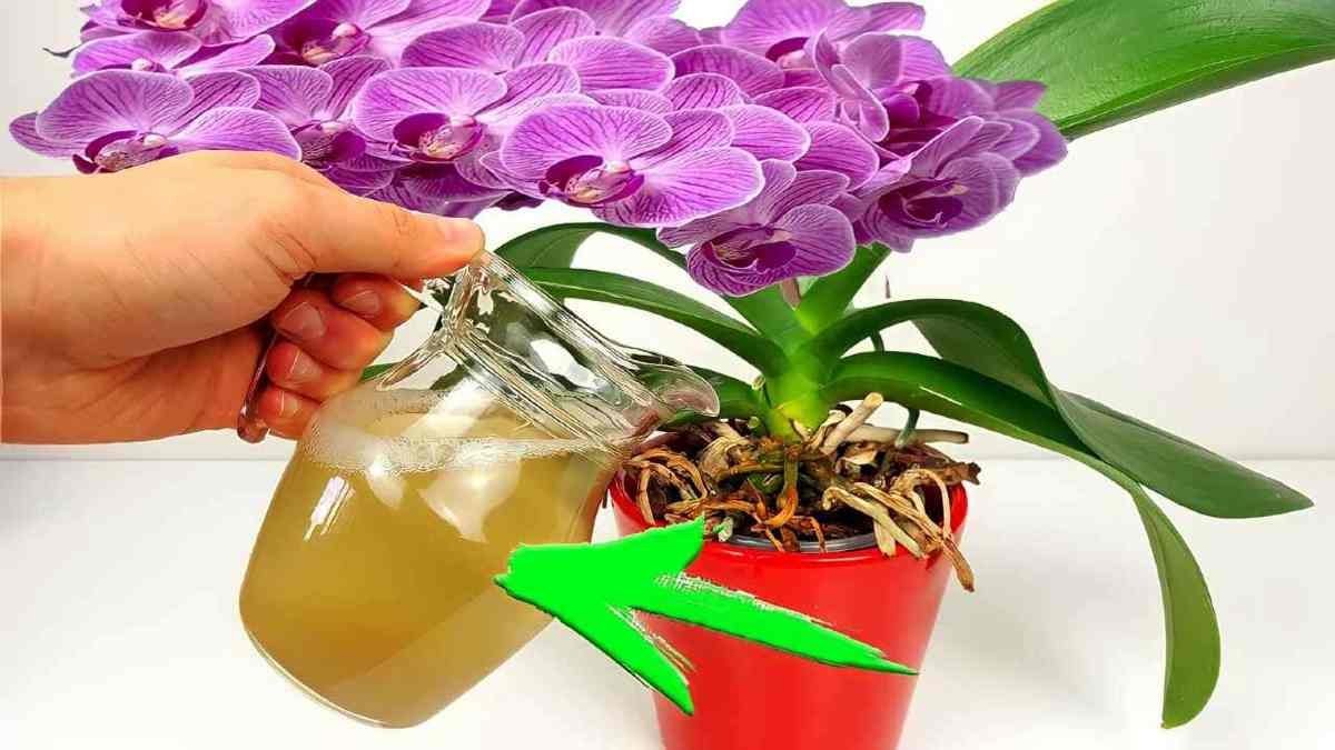 floraison immediate si vous en donnez a vos plantes 10 fois plus puissant que leau