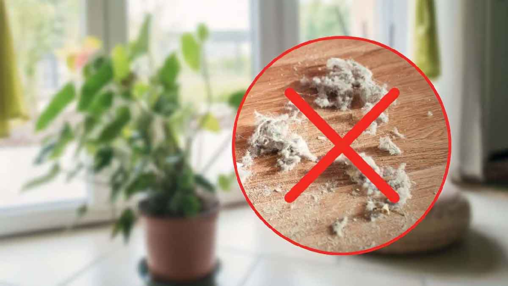 In nur 5 Minuten können diese 3 fantastischen Pflanzen den Staub aus