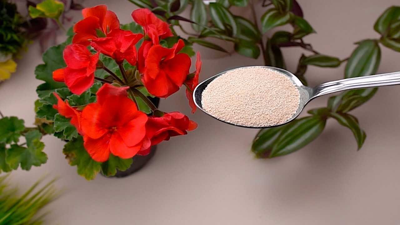 Lassen Sie Blumen das ganze Jahr über blühen mit diesen beiden