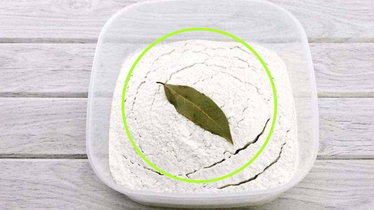 mettre du laurier dans la farine pourquoi lutiliser ainsi