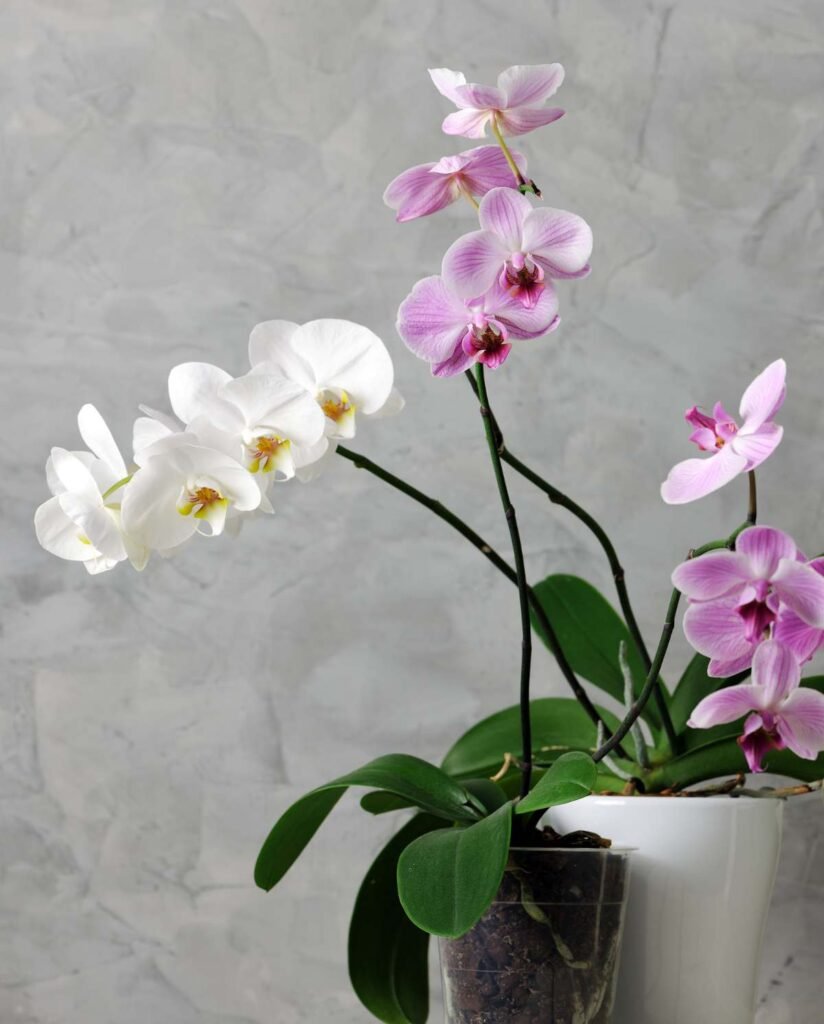 orchidee