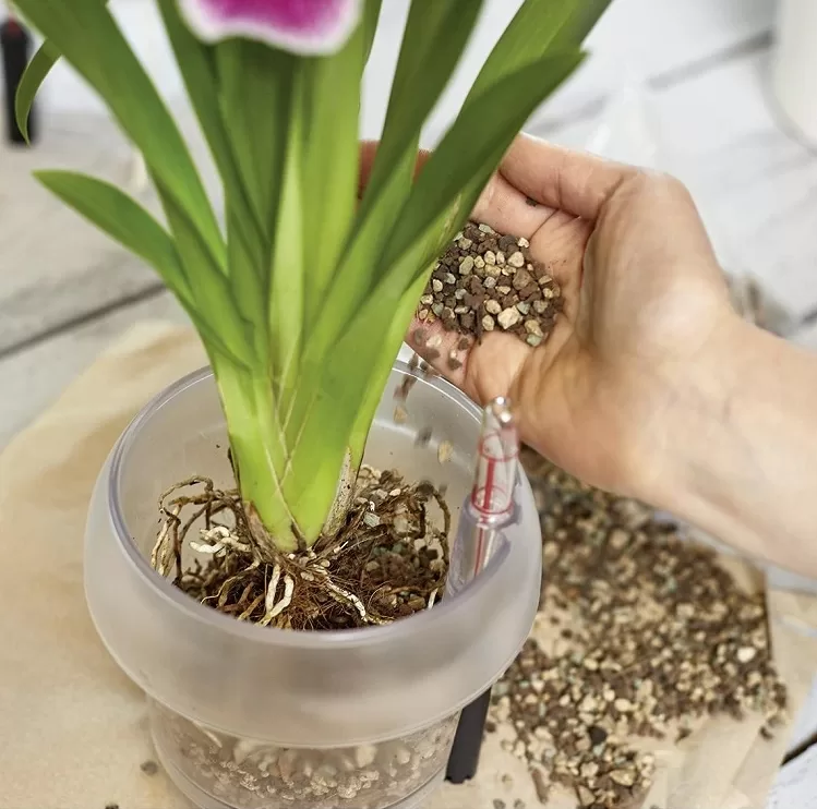 Hier ist der komplette Leitfaden, wie Sie Ihre Orchidee richtig düngen