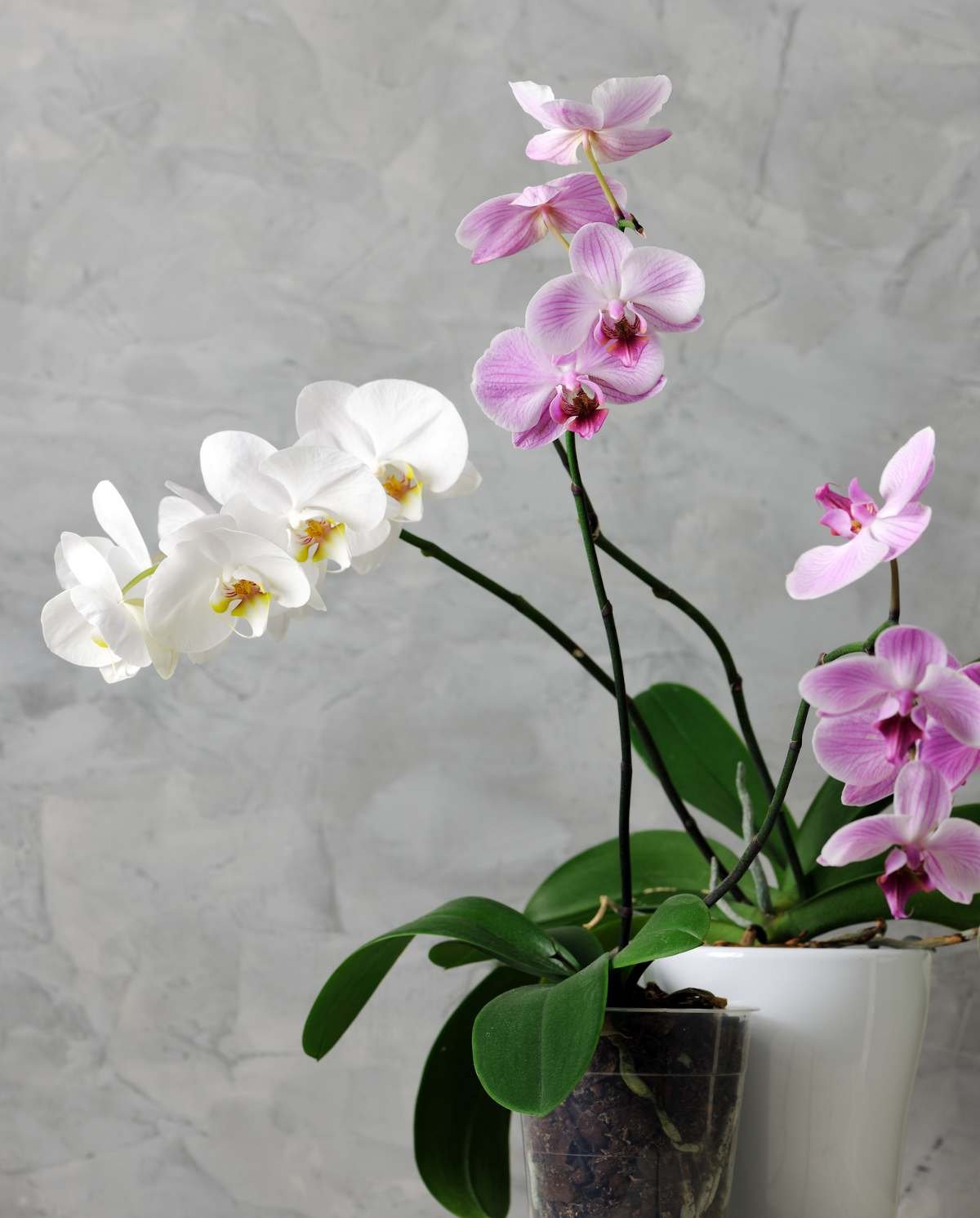 orchidee