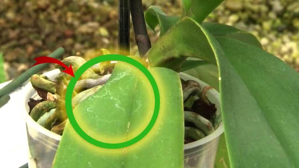 si vous avez trouve des petits points sur votre orchidee vous devez immediatement agir comme ceci 1024x576 2