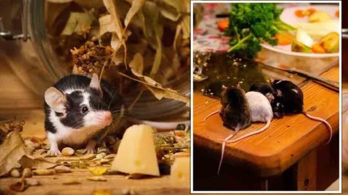 souris decouvrez des methodes incontournables pour les eloigner de votre maison pour de bon