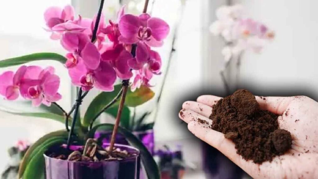 utiliser du marc de cafe pour faire pousser les orchidees est ce que cest une bonne idee 1