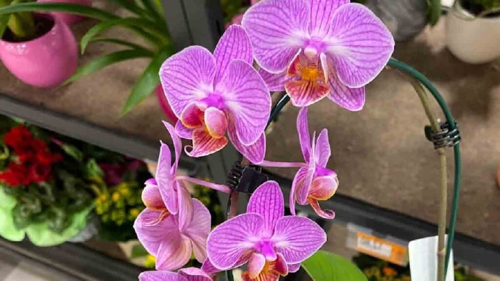 utilisez le support pour tige de cette facon et vous aurez une orchidee sublime