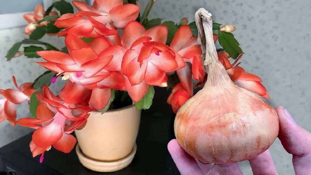 versez 1 goutte de cette infusion speciale dans vos plantes pour profiter dune floraison abondante