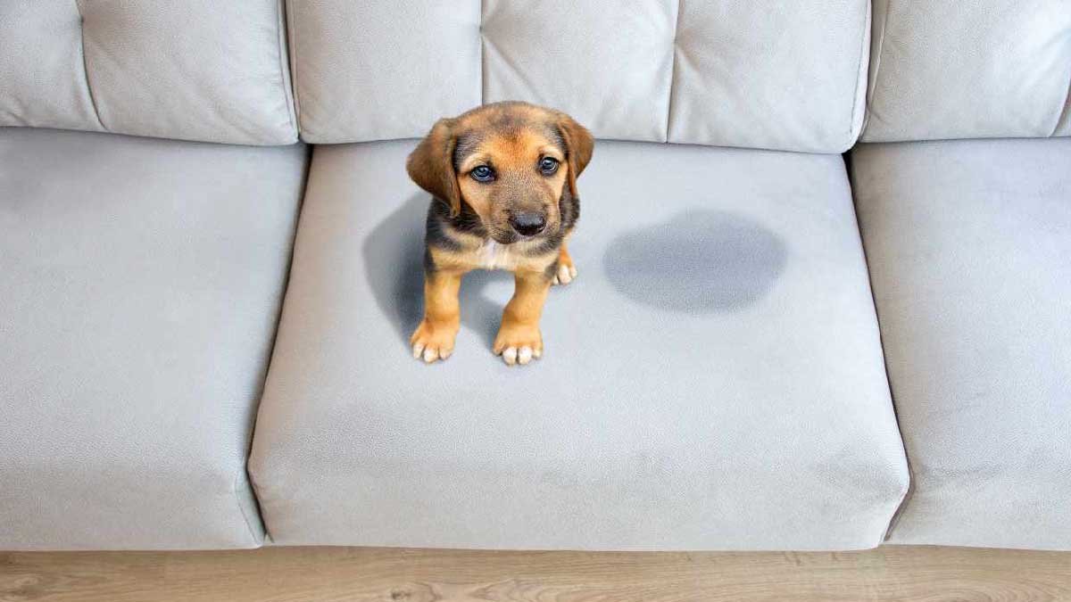 votre chien a fait pipi sur le tapis cette astuce vous sera tres utile