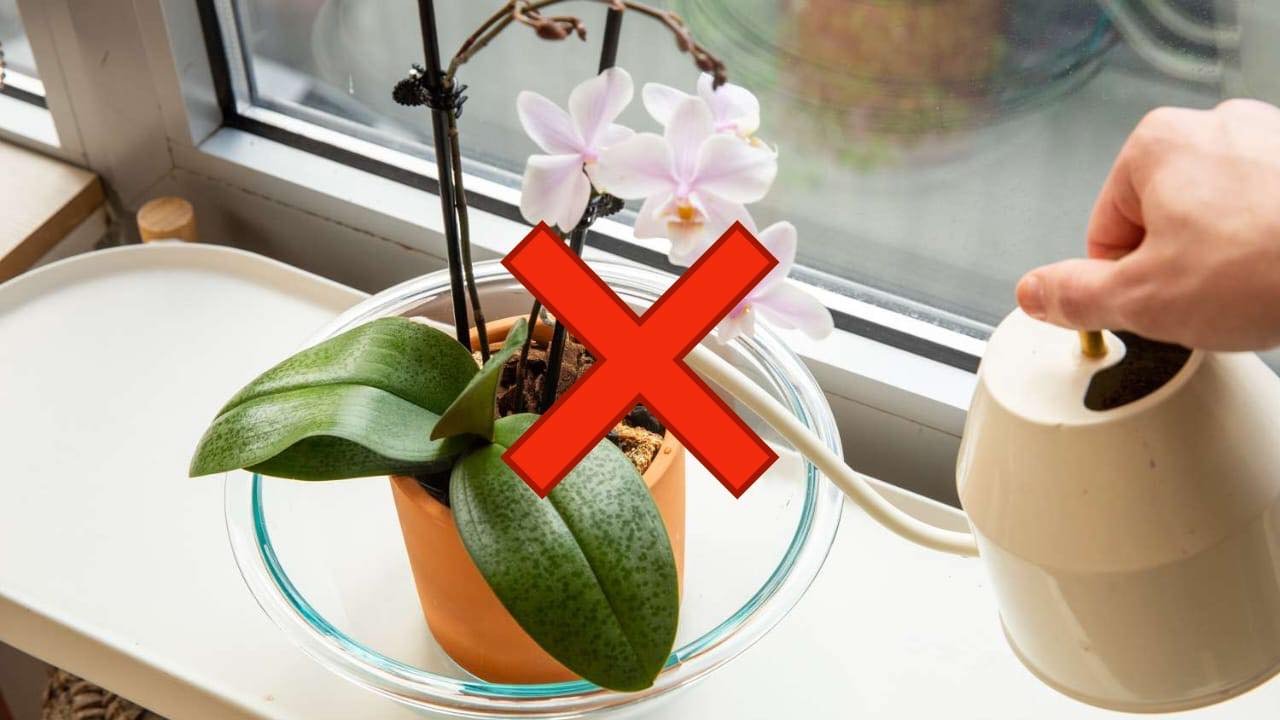 Annaffiare le orchidee 1